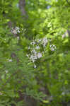 Swamp azalea